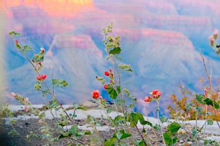 The Grand Canyon as shot by a pregnant Rebecca Tredway
